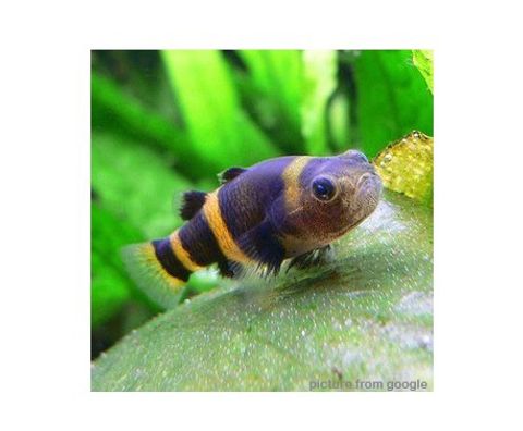Bumble Bee Goby 小蜜蜂 RM2.50 - Web.w.jpg