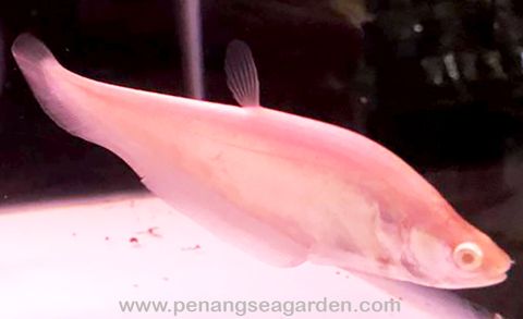 Albino Crown Knife Fish 白化七星刀 RM45 - 04w.jpg