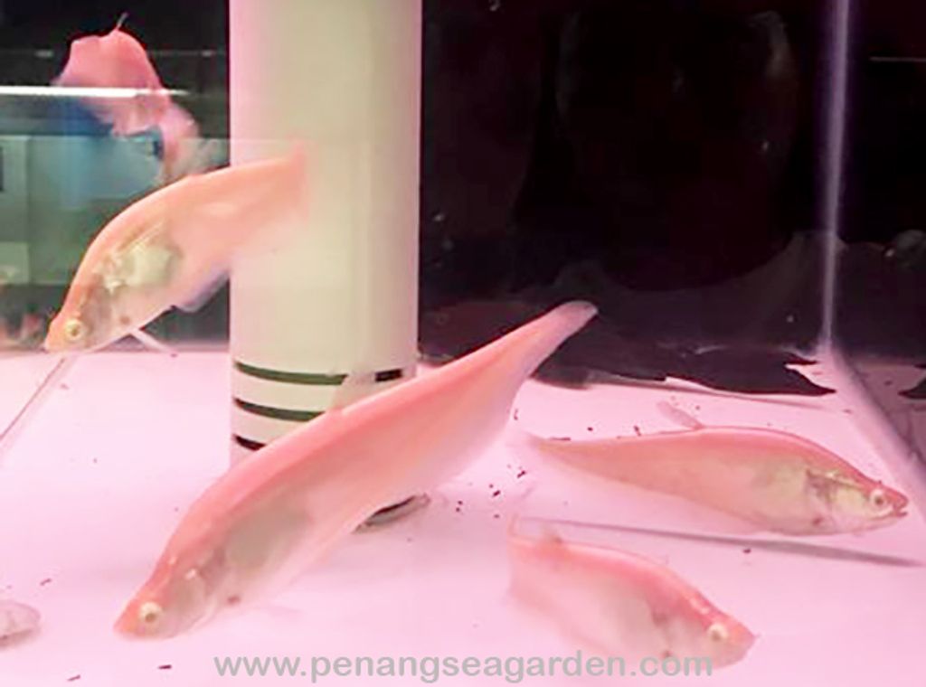 Albino Crown Knife Fish 白化七星刀 RM45 - 06w.jpg