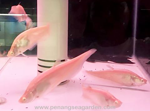 Albino Crown Knife Fish 白化七星刀 RM45 - 06w.jpg