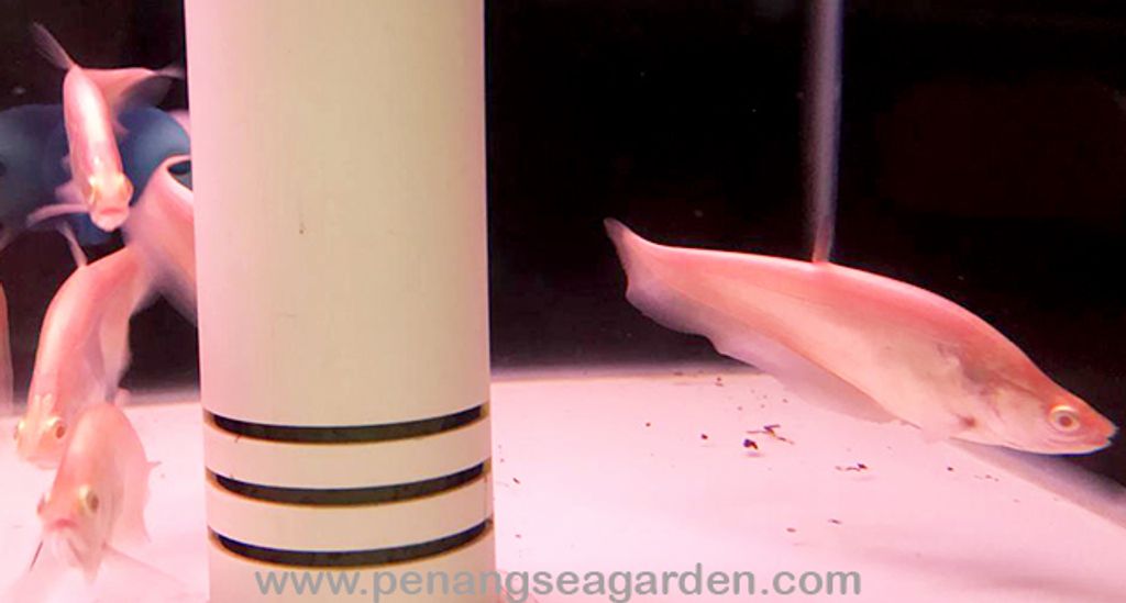 Albino Crown Knife Fish 白化七星刀 RM45 - 02w.jpg