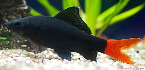 Red Tail Black Shark 红尾鲨 RM2.50 - web..jpg