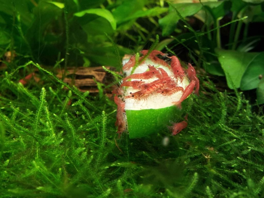 Red Cherry Shrimp 樱桃小虾 RM2.jpeg