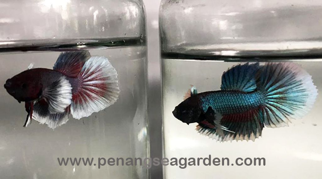 Big Ear Halfmoon Betta 大耳半月斗鱼 RM13 - 02w.jpg