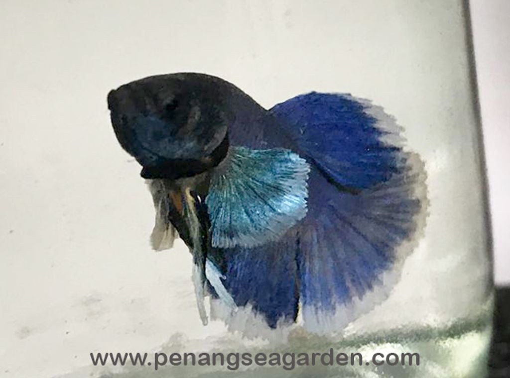 Big Ear Halfmoon Betta 大耳半月斗鱼 RM13 - 09w.jpg