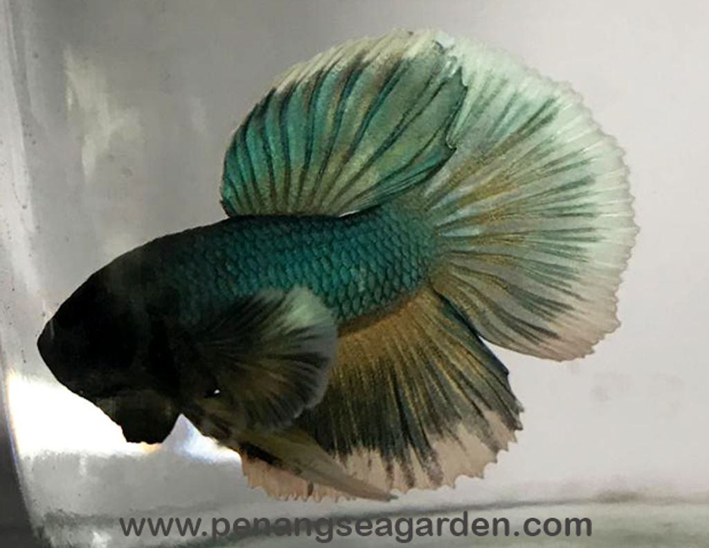 Big Ear Halfmoon Betta 大耳半月斗鱼 RM13 - 10w.jpg