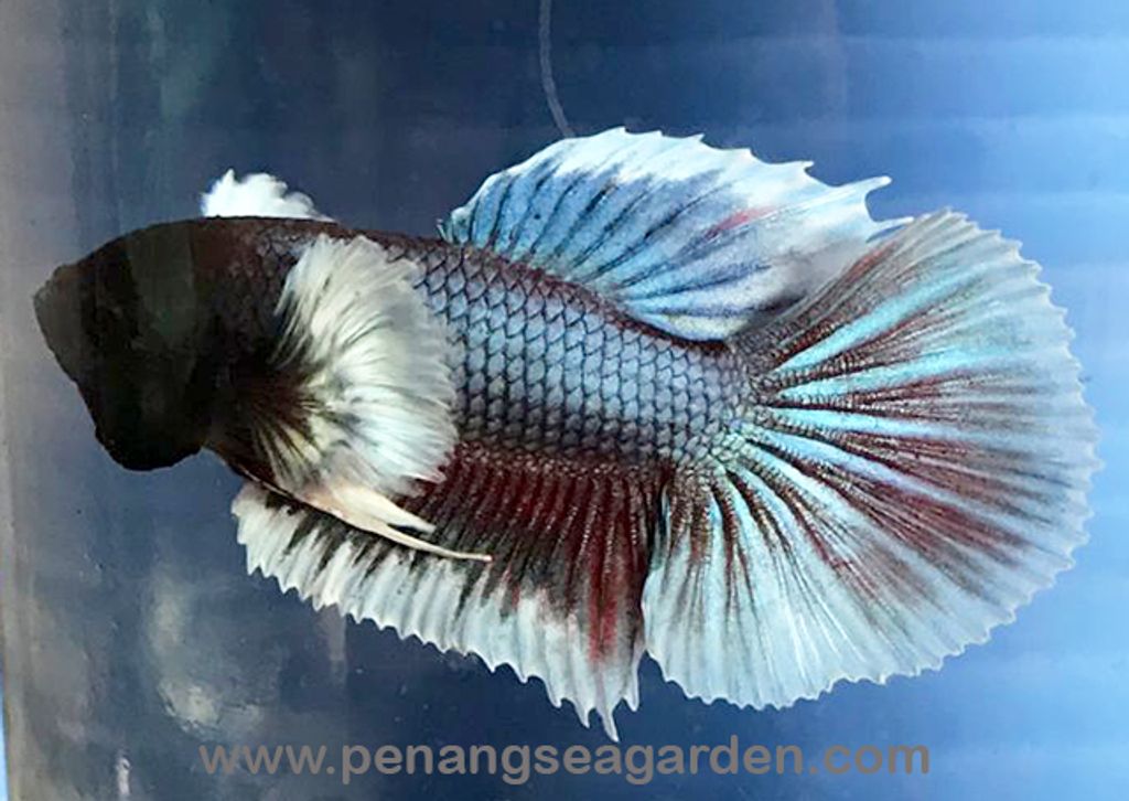 Big Ear Halfmoon Betta 大耳半月斗鱼 RM13 - 11w.jpg