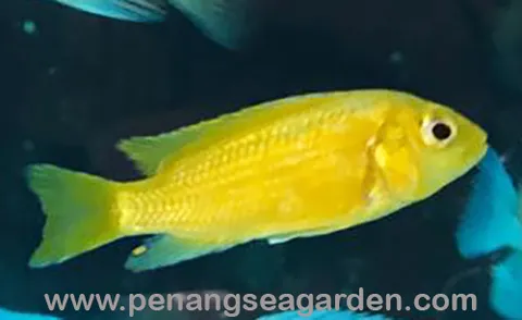 African Prince Cichlid 非洲王子 - 01w.jpg