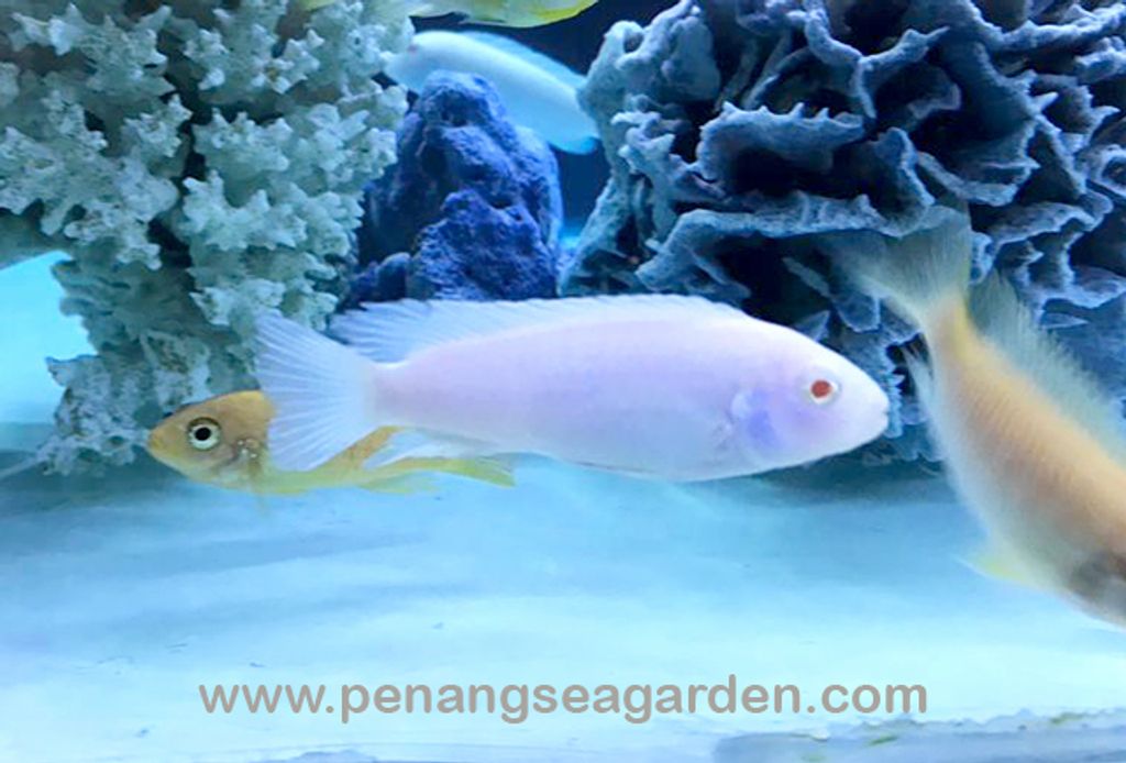 Snow White Cichlid 雪鯛 RM4.50-1w.jpg