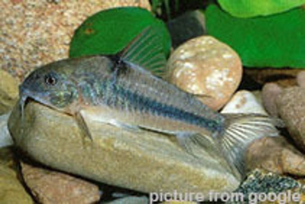 Cory Blue 蓝色鼠 RM2.50 - Web..jpg