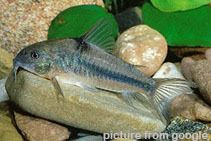 Cory Blue 蓝色鼠 RM2.50 - Web..jpg