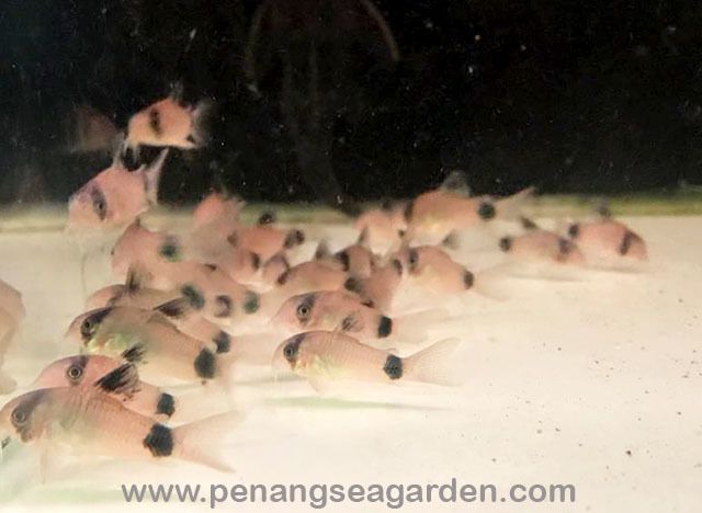 Panda Cory 熊猫鼠 RM5 - 03w.jpg