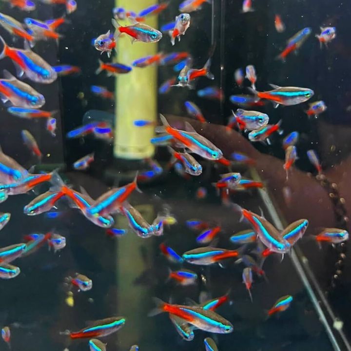 61yTwjzwDJL._AC_UF1000,1000_QL80_
