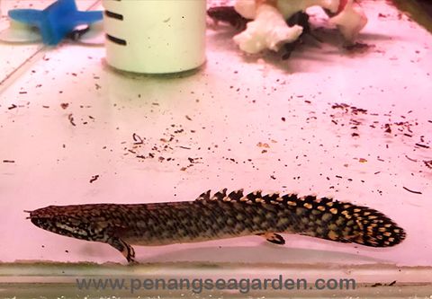 Polypterus Ornatipinnis Bichir 大花恐龍 3inc RM80-03w.jpg