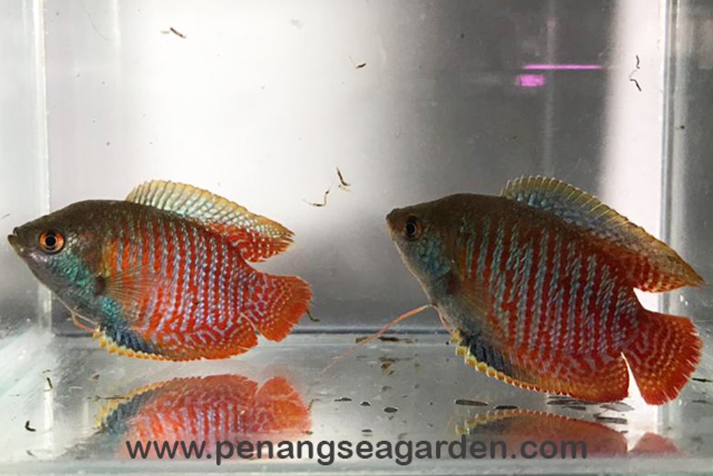 Dwarf Banded Gourami L RM2-10w.jpg