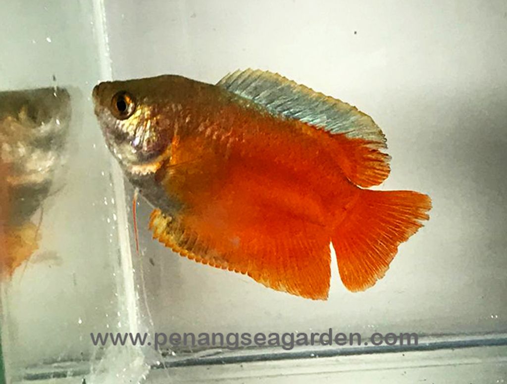 Dwarf Sunset Gourami  L RM2-04w.jpg