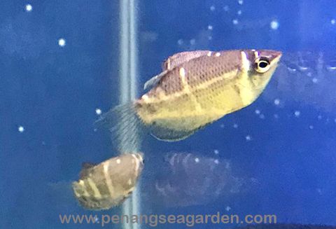 Chocolate Gourami 巧克力飞船 1.5inc RM9-11w.jpg