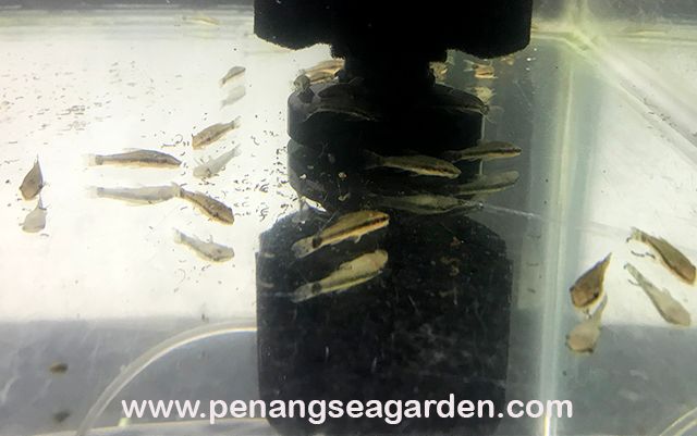 Otocinclus 小精灵 RM5 - 03w.jpg