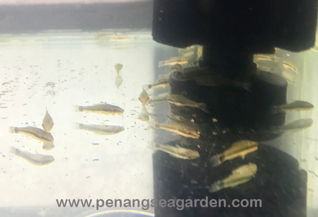 Otocinclus 小精灵 RM5 - 04w.jpg