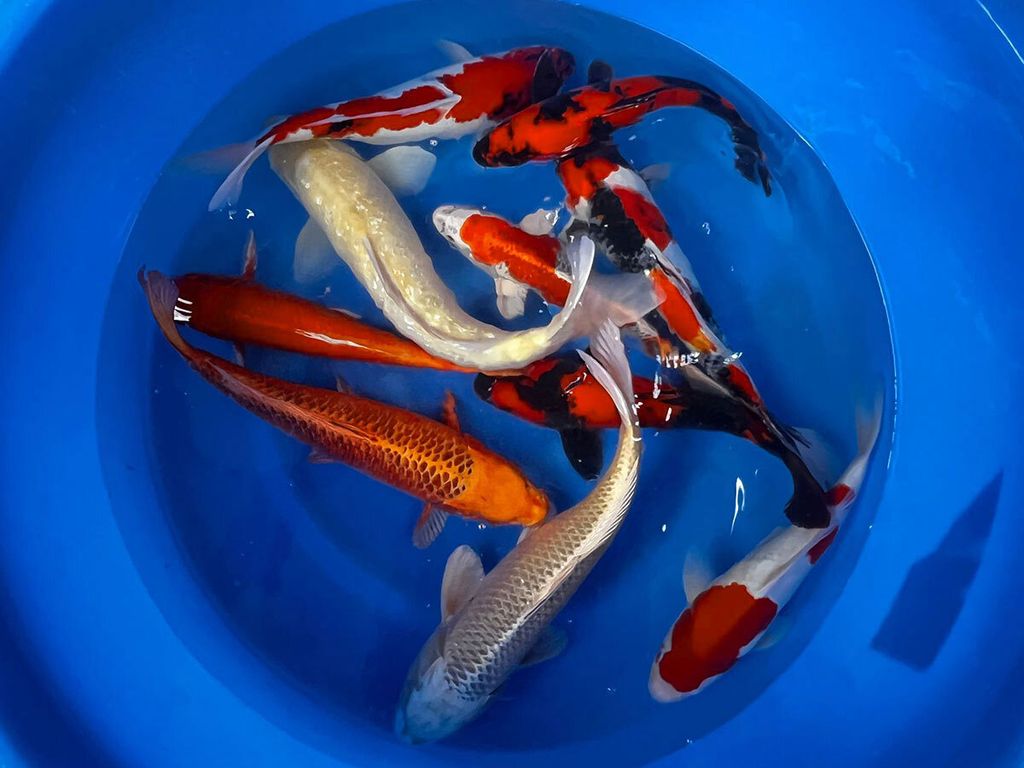 maursei-35-40-cm-nisai-japanese-koi