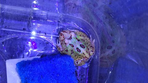 Photo inspiration: Pacman Frog Fertilizing Aquatic Plants Reference: Assorted Pacman Frog