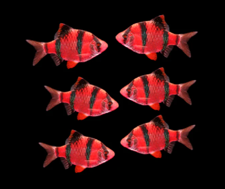 BARB NEON RED TIGER 