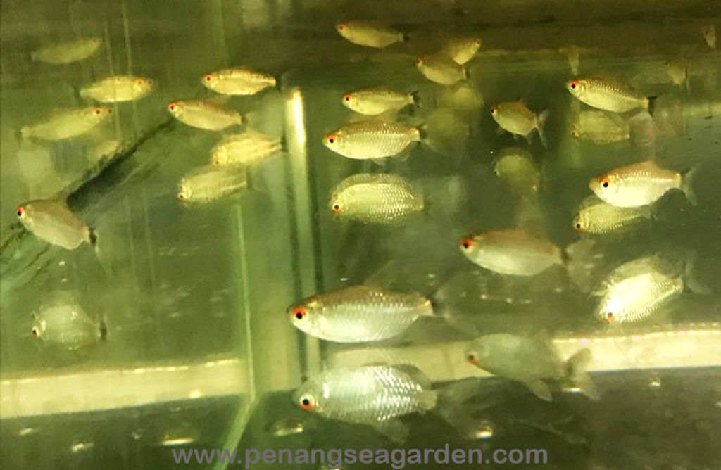 Red Eyes Tetra 红眼仔 RM1-03w.jpg