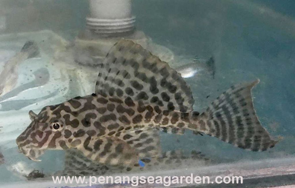 Spotted Orange Seam Pleco L106 RM88-1w.jpg