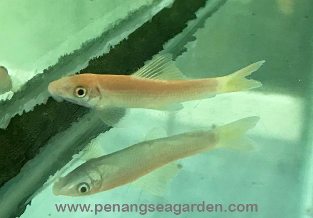 Albino Golden Algae Eater 金苔鼠 RM3-10w.jpg