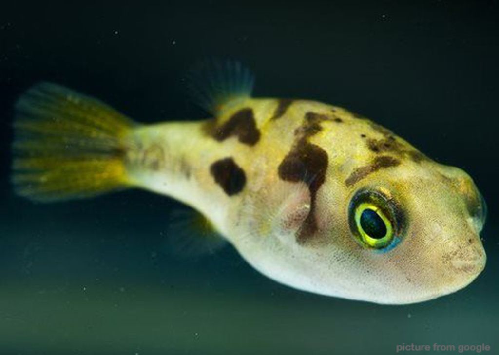 Yellow Puffer 黃怪 RM2.50 - Web..jpg