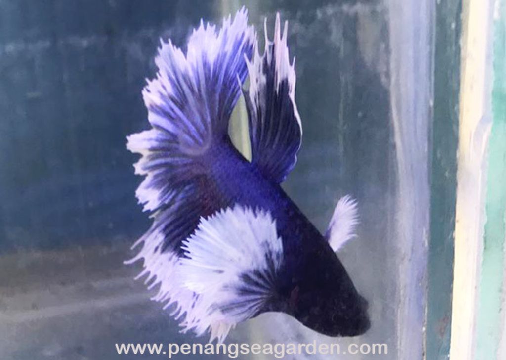 Big Ear Halfmoon Betta 大耳半月斗鱼 RM13 - 14w.jpg