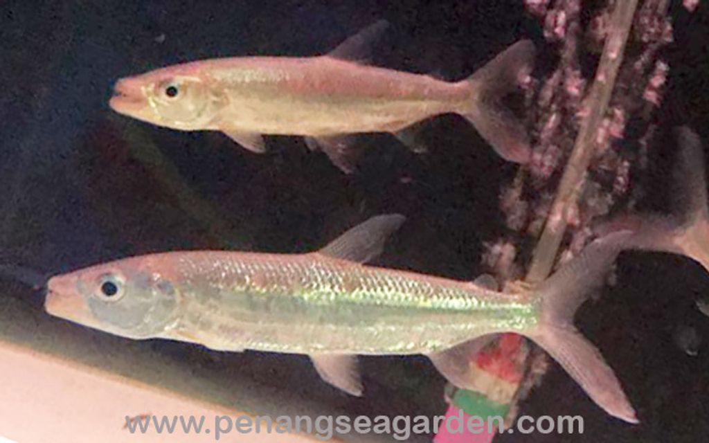 Vittatus African Tigerfish (VATF) 白金孟鱼 3.5inc RM250-04w.jpg