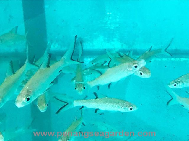Silver Shark 银鲨 3inc RM3.20-1w.jpg