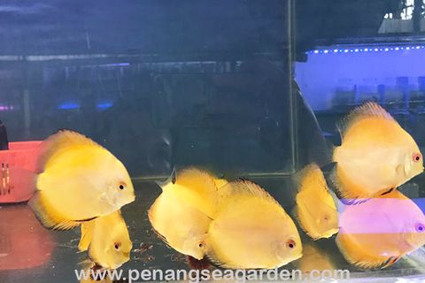 Golden 2.5-3inc RM25 (Offer)-03w.jpg