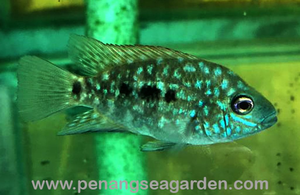 Texas Green Cichlid 金钱豹 2inc RM10-05w.jpg