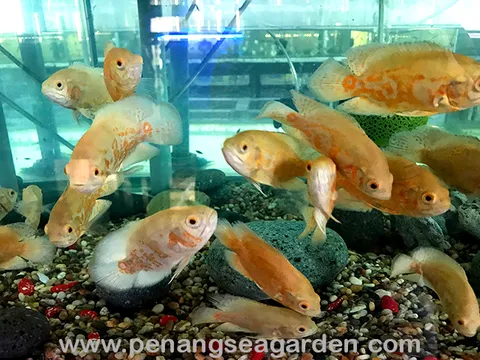 Albino Tiger Oscar Cichild 白化地图魚 RM8 (3)w.jpg
