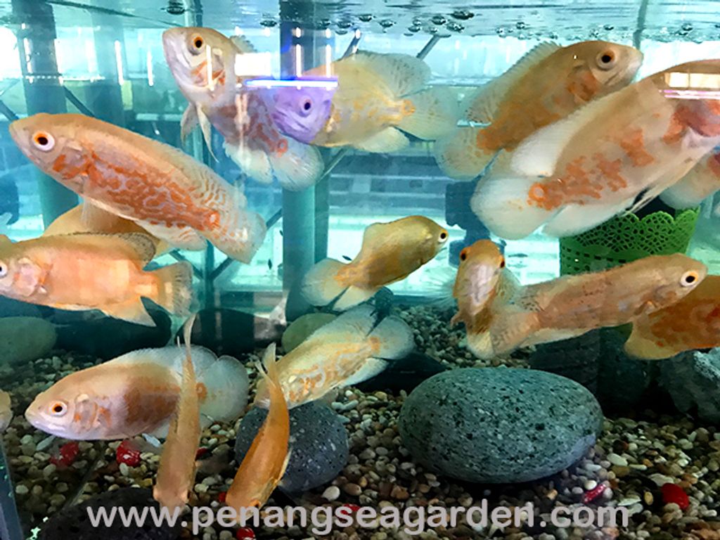 Albino Tiger Oscar Cichlid 白化地图魚2.5