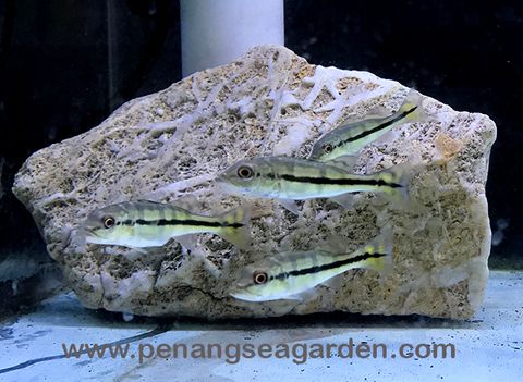 Peacock Bass Azul Cichla 满天星蓝帆五间3inc RM38 (5)w.jpg