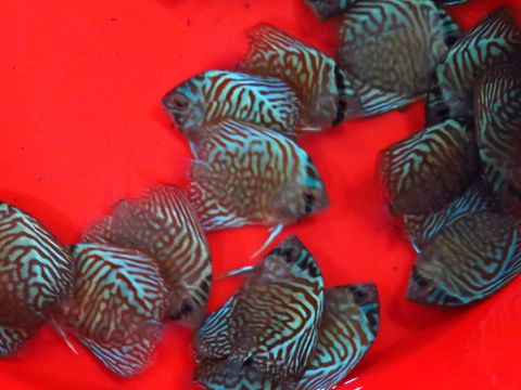 Discus shipment 015.JPG