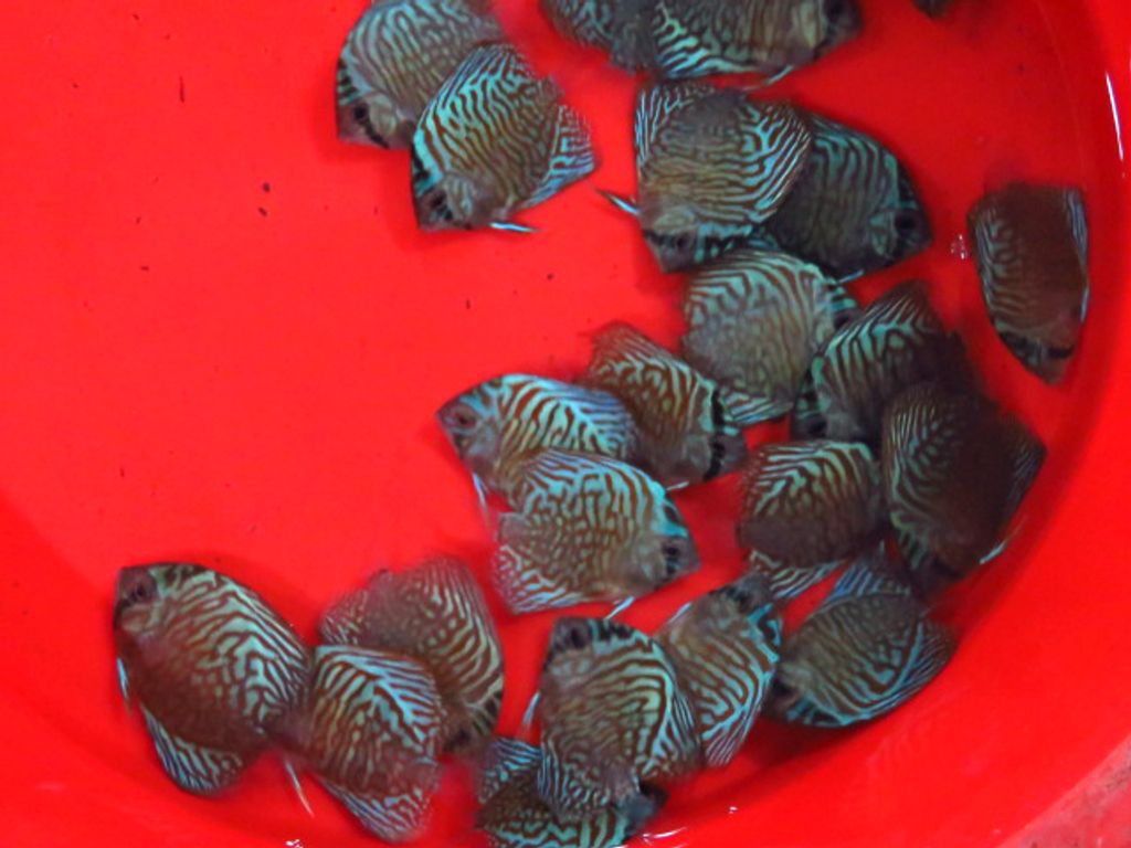 Discus shipment 013e.JPG