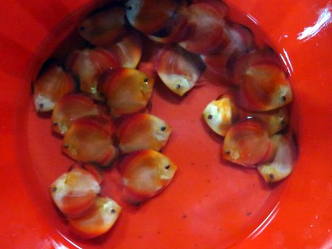 Discus shipment 016e.JPG