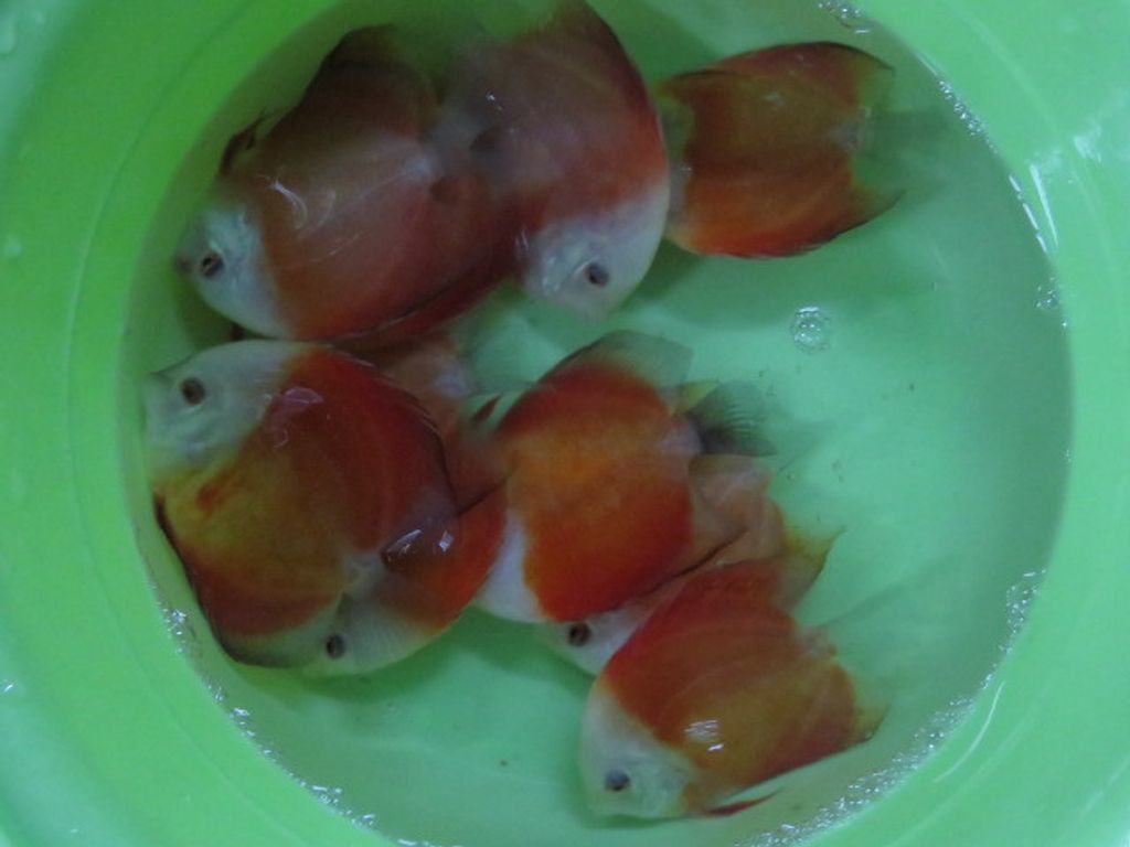 Discus shipment 008.JPG