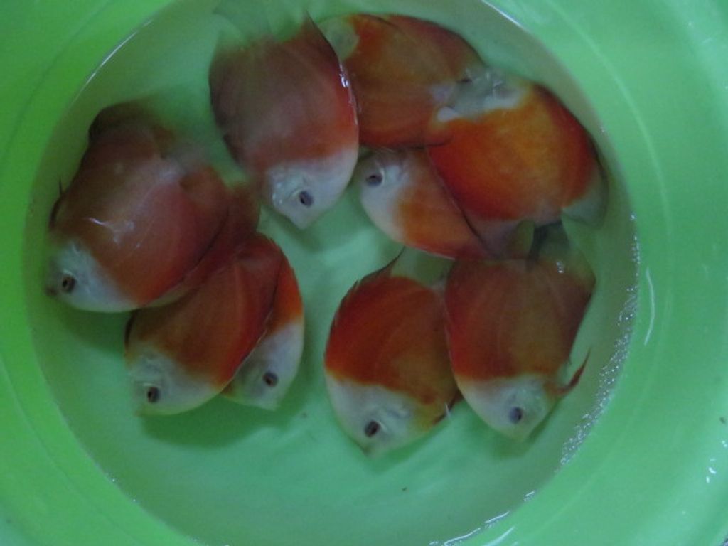 Discus shipment 010.JPG