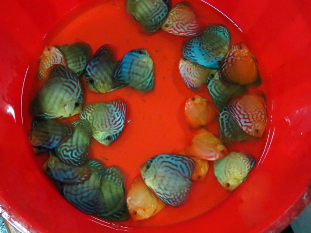 Discus shipment 039e.JPG