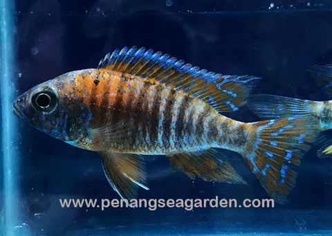 Red Peacock Cichlid 红孔雀 2inc RM6 (1)w.jpg