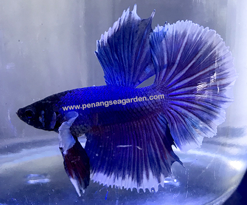 Betta 斗鱼 u2013 Penang Sea Garden Aquatic