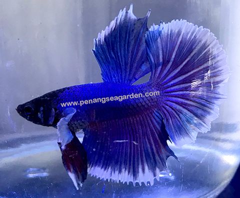 Big Ear Halfmoon Betta 大耳半月斗鱼 RM13 (2019.04.06)1w.jpg