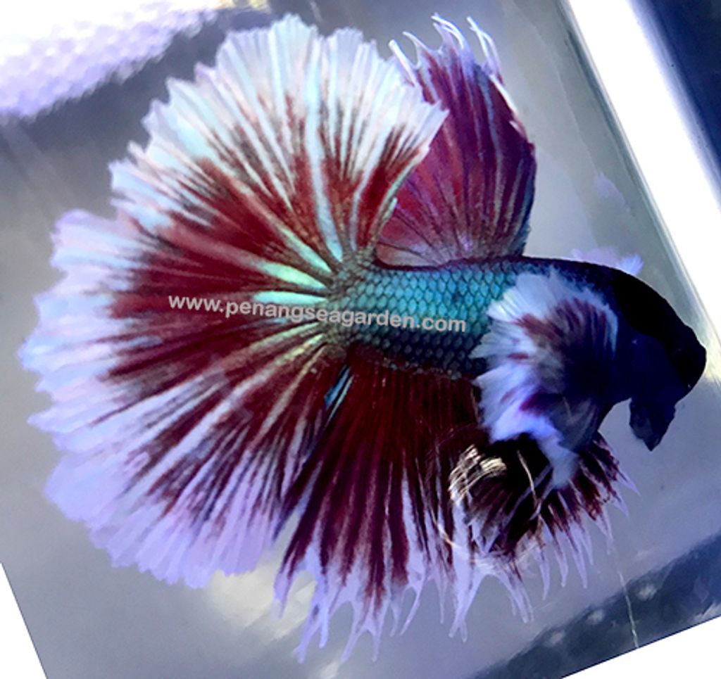 Big Ear Halfmoon Betta 大耳半月斗鱼 RM13 (2019.04.06)2w.jpg