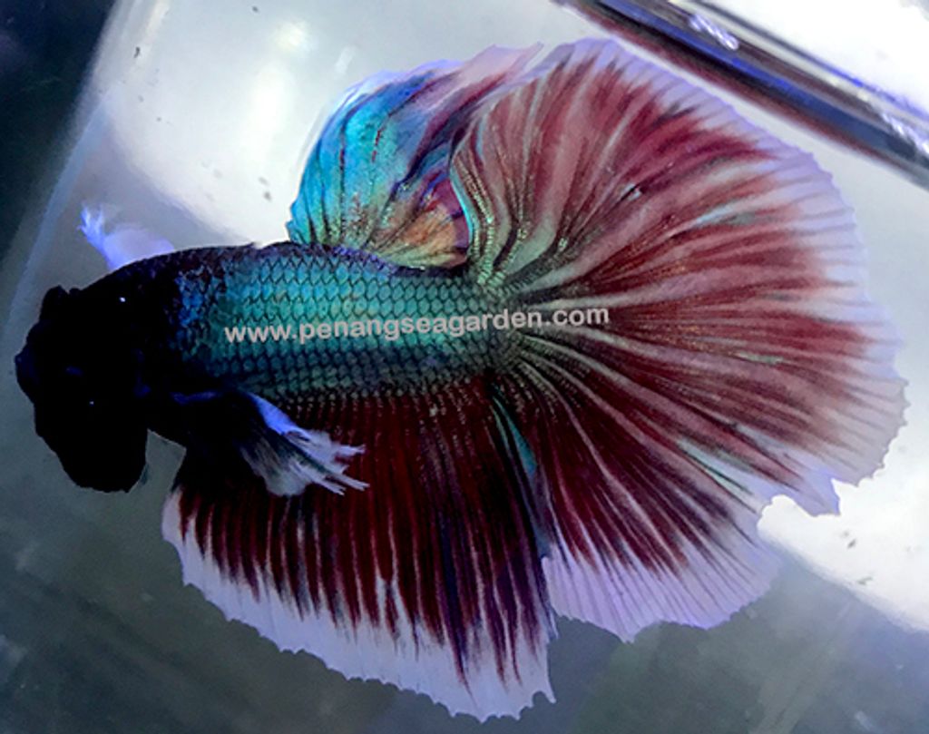 Big Ear Halfmoon Betta 大耳半月斗鱼 RM13 (2019.04.06)4w.jpg