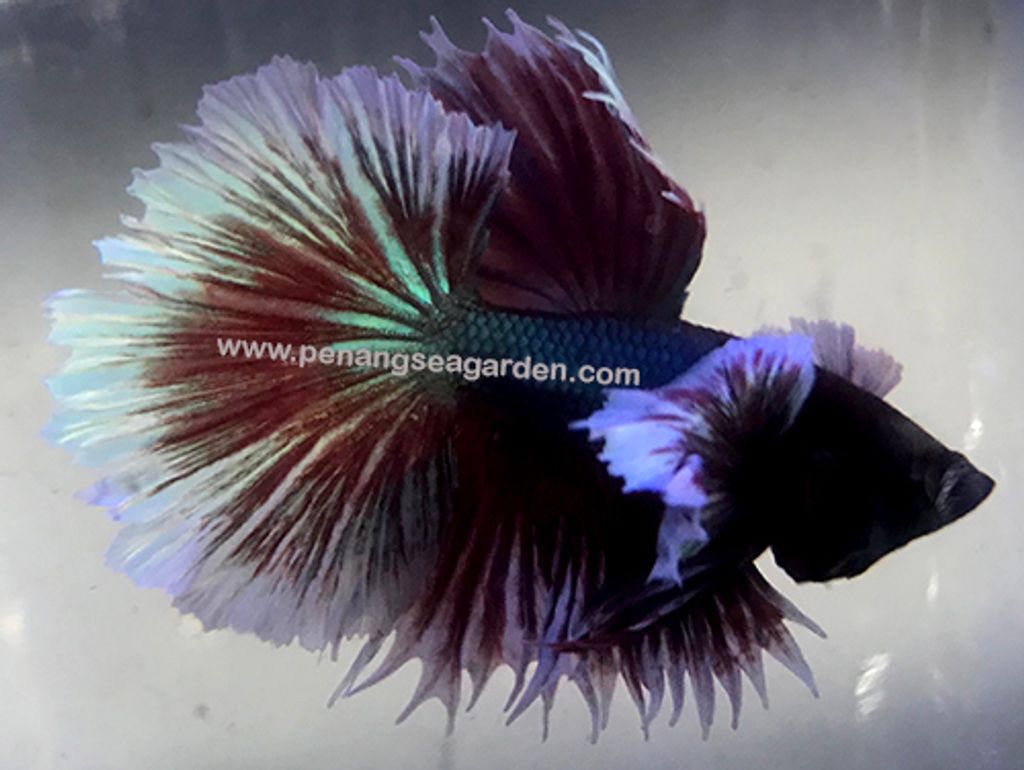 Big Ear Halfmoon Betta 大耳半月斗鱼 RM13 (2019.04.06)5w.jpg